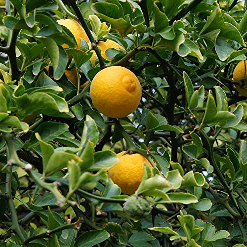 Citronnier du Japon YUZU